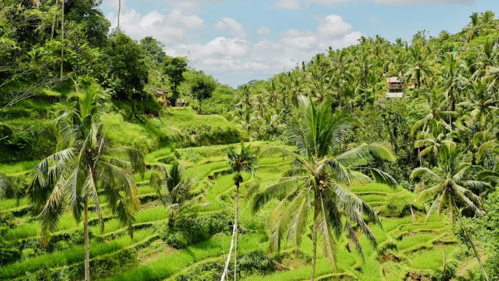 Risaie più belle di Bali